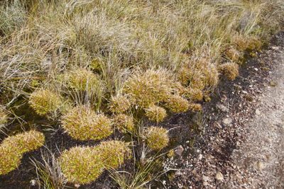 Juncus lomatophyllus, photographed by Tony Rebelo