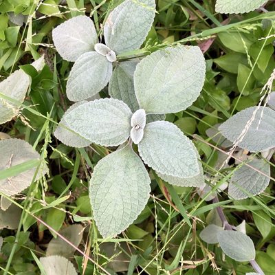 Coleus argentatus, photographed by James K. Douch