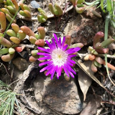 Disphyma crassifolium, photographed by James K. Douch