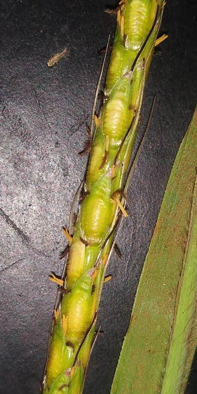 Ischaemum barbatum, photographed by S.MORE