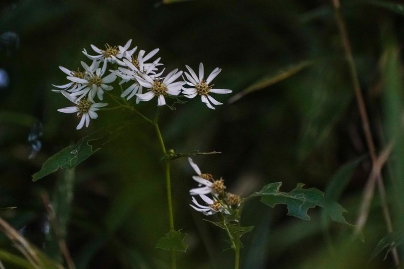 Aster scaber, photographed by WATANABE Hitoshi 渡辺仁