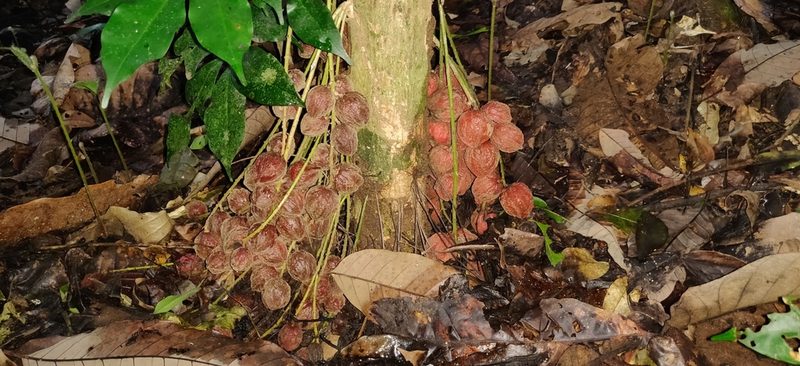 Baccaurea courtallensis, photographed by T R Shankar Raman