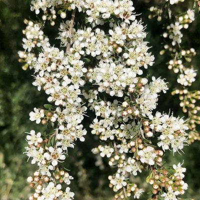 Kunzea leptospermoides, photographed by James K. Douch