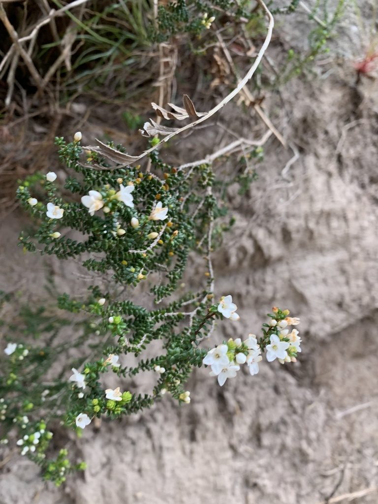 Epacris muelleri, photographed by Guy Taseski