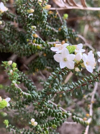 Epacris muelleri, photographed by Guy Taseski