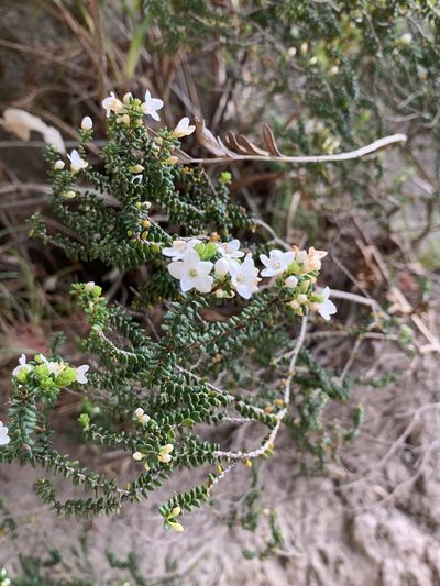 Epacris muelleri, photographed by Guy Taseski