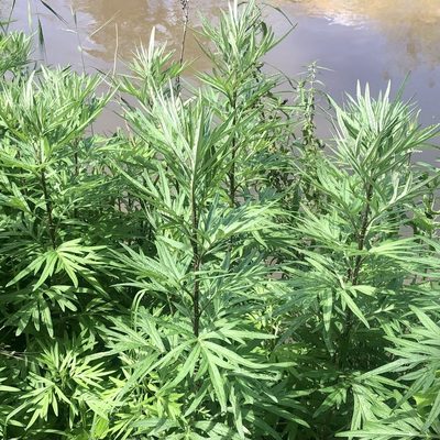 Artemisia verlotiorum, photographed by James K. Douch