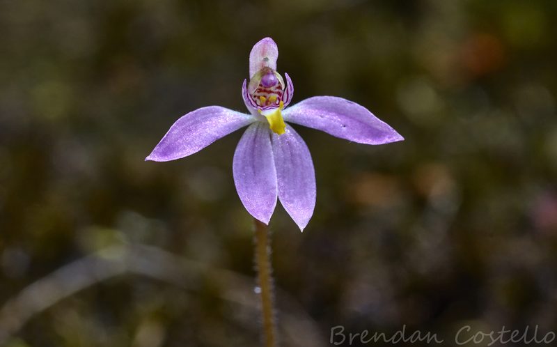 Caladenia alata, photographed by Brendan Costello