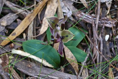 Chiloglottis gunnii, photographed by Brendan Costello