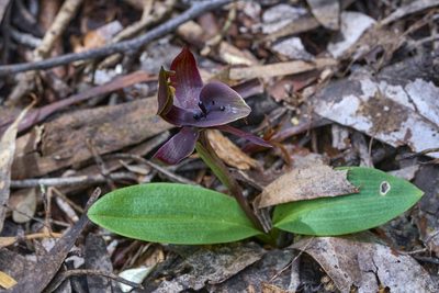 Chiloglottis valida, photographed by Brendan Costello