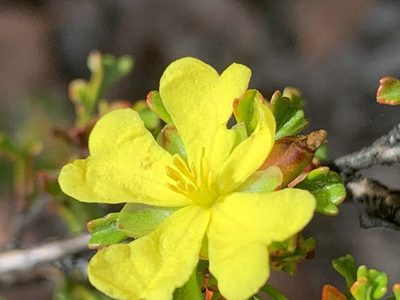 Hibbertia monogyna, photographed by Guy Taseski