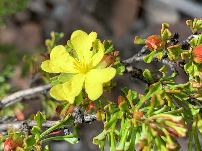 Hibbertia monogyna, photographed by Guy Taseski