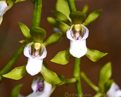 Sarcochilus australis, photographed by Brendan Costello