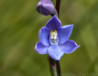 Thelymitra erosa, photographed by Brendan Costello