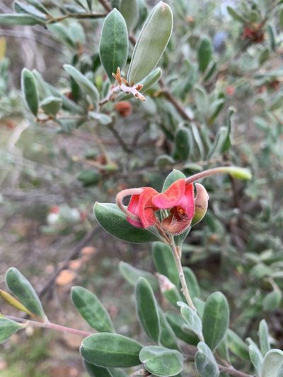 Grevillea arenaria, photographed by Guy Taseski