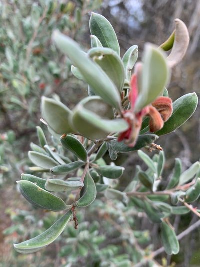 Grevillea arenaria, photographed by Guy Taseski