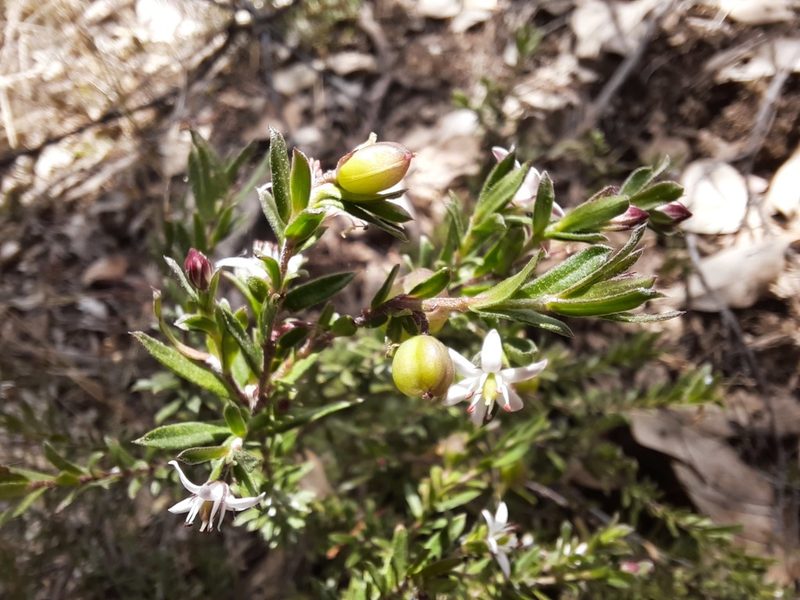 Rhytidosporum procumbens, photographed by spacegecko