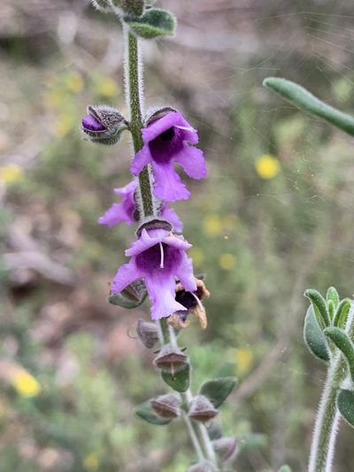 Prostanthera stricta, photographed by Guy Taseski