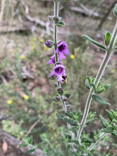 Prostanthera stricta, photographed by Guy Taseski