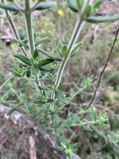 Prostanthera stricta, photographed by Guy Taseski