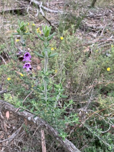Prostanthera stricta, photographed by Guy Taseski