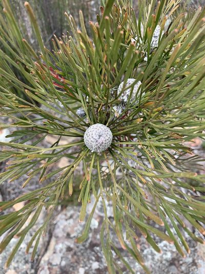 Isopogon dawsonii, photographed by Guy Taseski