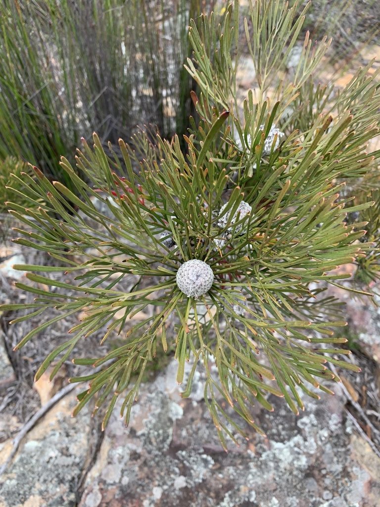 Isopogon dawsonii, photographed by Guy Taseski