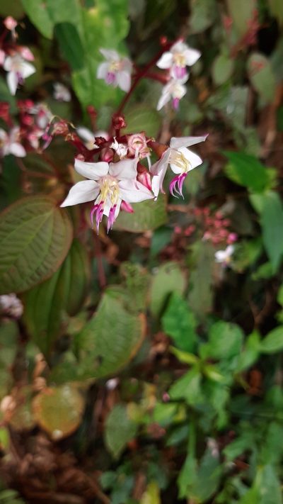 Bredia hirsuta, photographed by Bella Lin