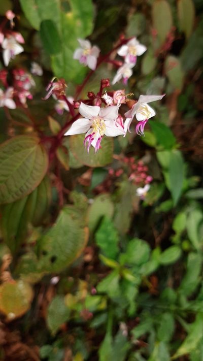 Bredia hirsuta, photographed by Bella Lin