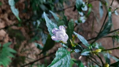 Strobilanthes flexicaulis, photographed by Bella Lin