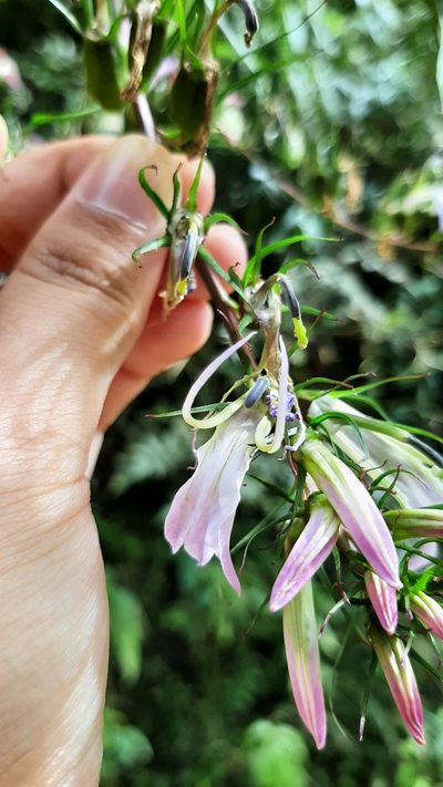 Lobelia seguinii, photographed by Bella Lin