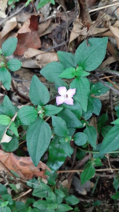 Sarcopyramis napalensis, photographed by Bella Lin