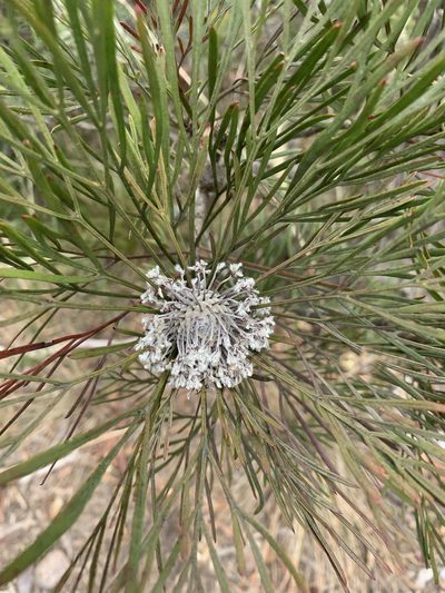 Isopogon dawsonii, photographed by Guy Taseski