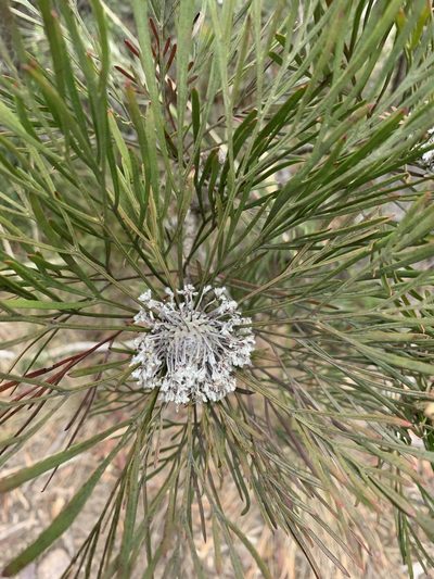 Isopogon dawsonii, photographed by Guy Taseski