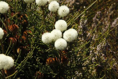 Brunia fragarioides, photographed by Tony Rebelo