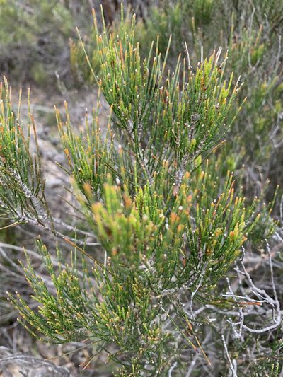 Allocasuarina nana, photographed by Guy Taseski