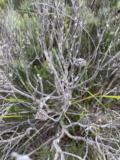 Allocasuarina nana, photographed by Guy Taseski
