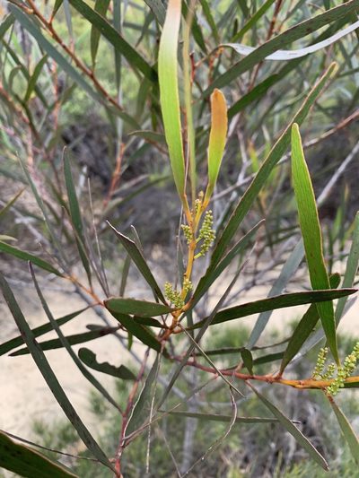 Acacia obtusifolia, photographed by Guy Taseski