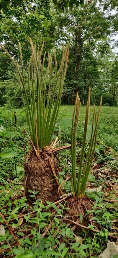 Cycas circinalis, photographed by T R Shankar Raman