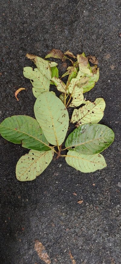 Litsea keralana, photographed by T R Shankar Raman