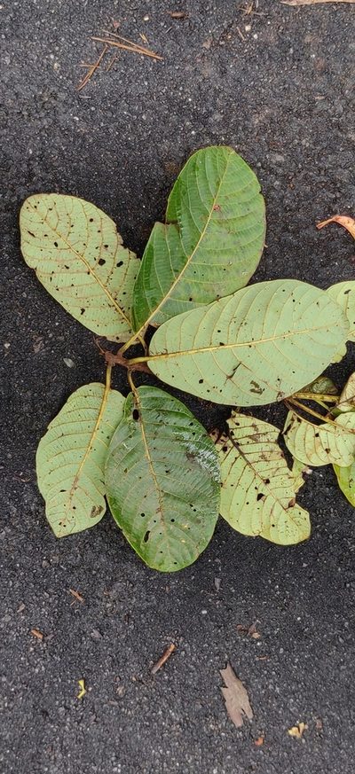 Litsea keralana, photographed by T R Shankar Raman