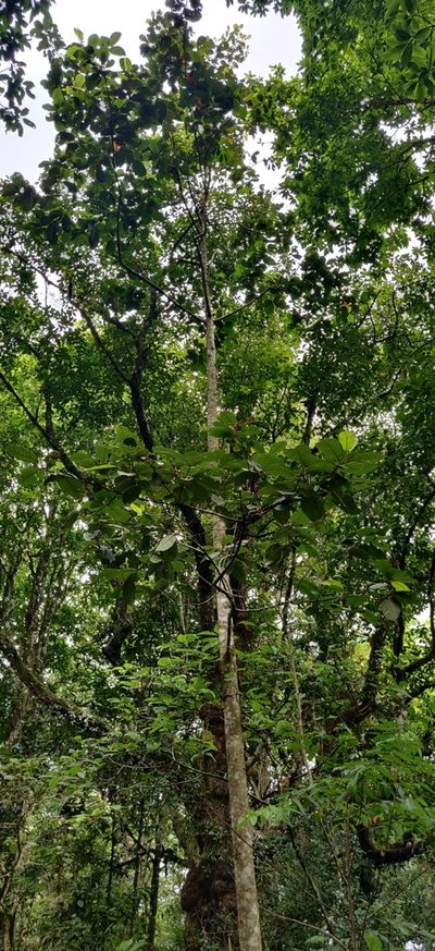 Litsea keralana, photographed by T R Shankar Raman