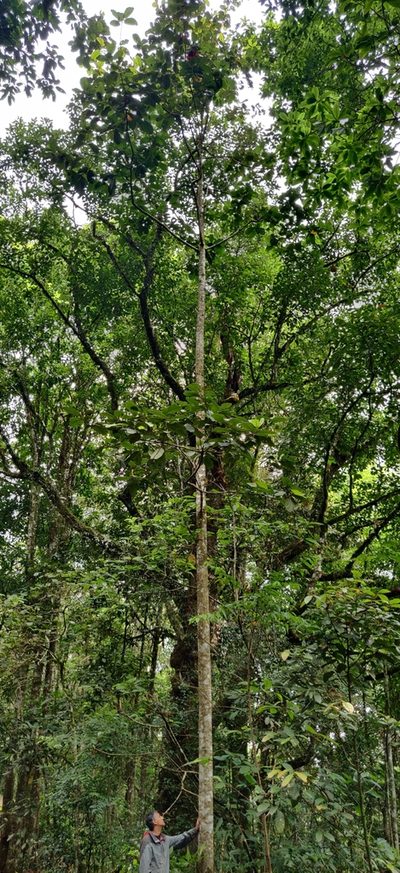 Litsea keralana, photographed by T R Shankar Raman