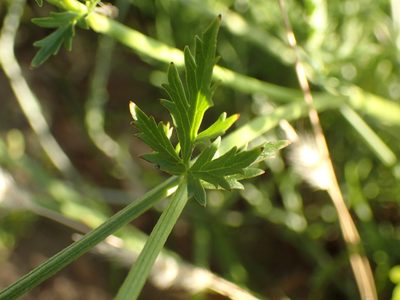 Ranunculus multifidus, photographed by Mahomed Desai