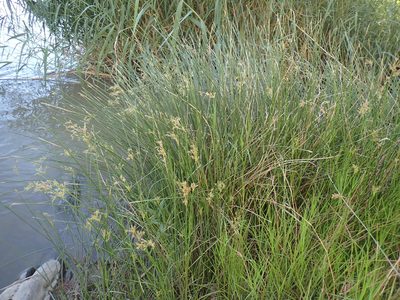 Cyperus marginatus, photographed by Mahomed Desai