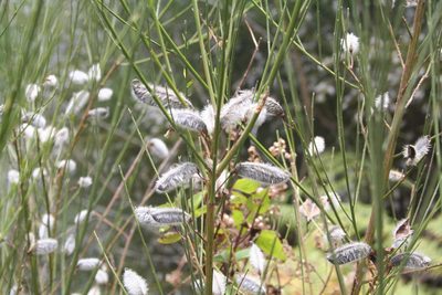 Cytisus striatus, photographed by Edmundas Greimas