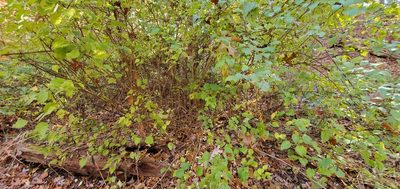 Viburnum dentatum, photographed by Steve Young