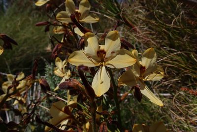Wachendorfia paniculata, photographed by Diana Studer
