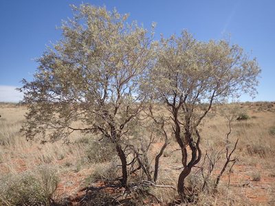 Vachellia haematoxylon, photographed by Mahomed Desai