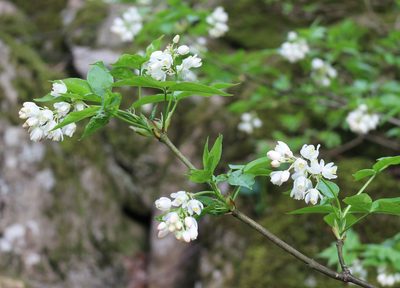 Staphylea colchica, photographed by Юрий Данилевский (Yuriy Danilevsky)